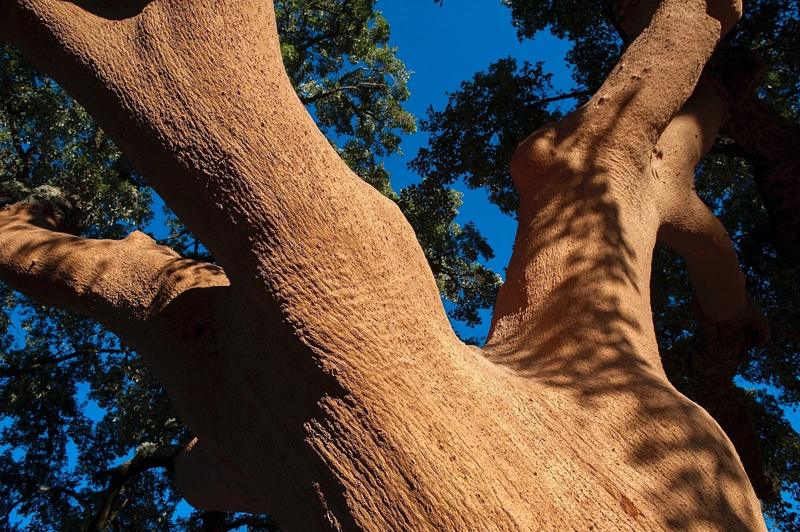 A cork oak with its bark freshly harvested, alive and regrowing