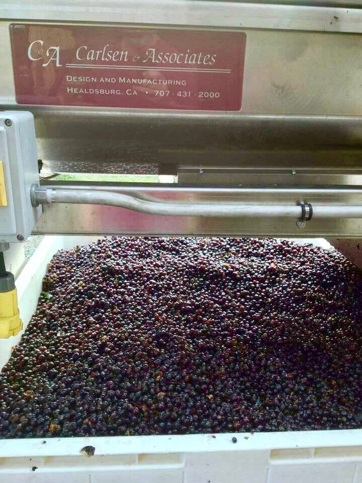 Clean Merlot in a bin after the Vega destemmer